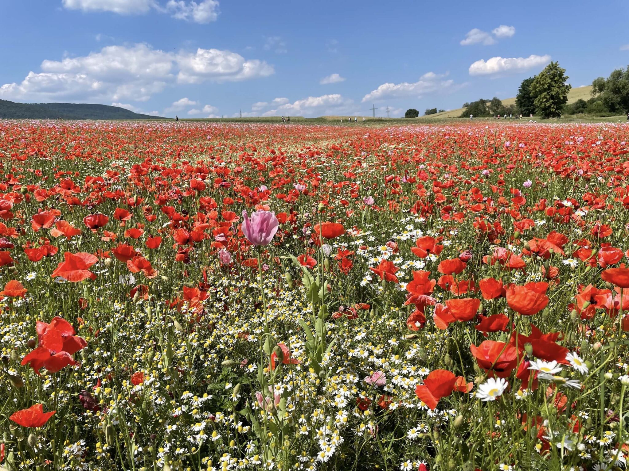 Die Mohnblüte Bei Germerode Im Geo-Naturpark Frau Holle Land ...