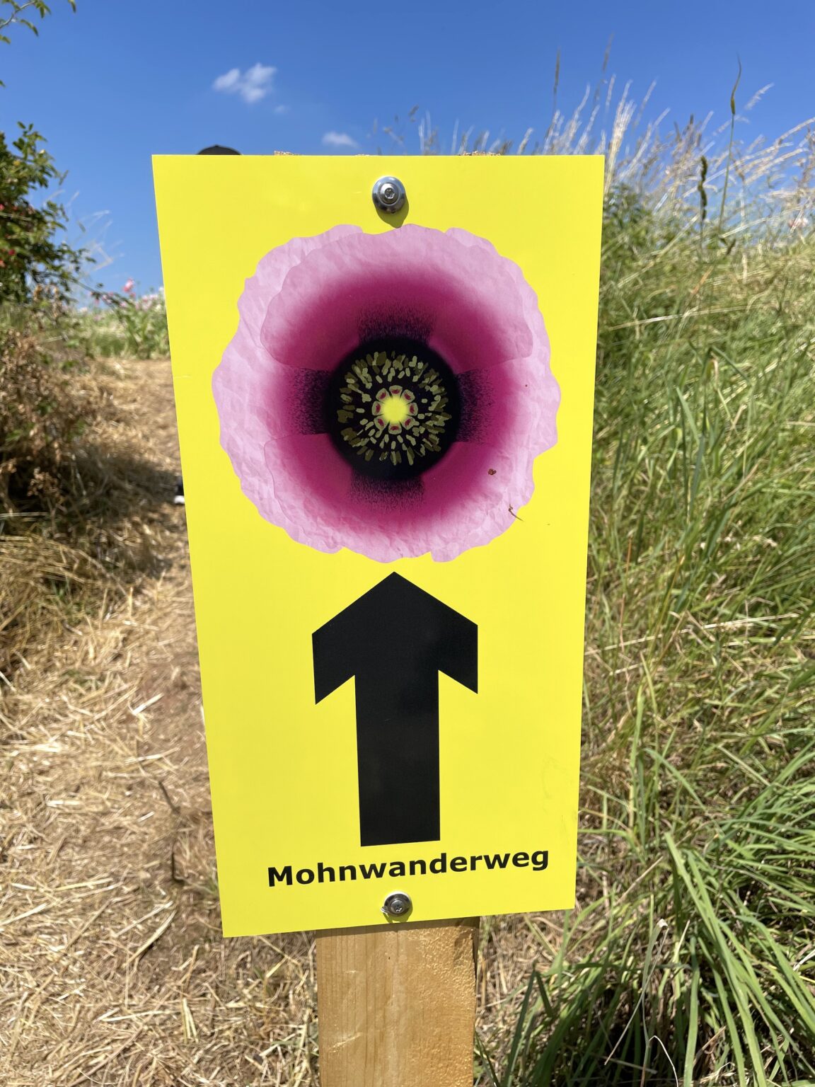 Die Mohnblüte Bei Germerode Im Geo-Naturpark Frau Holle Land ...